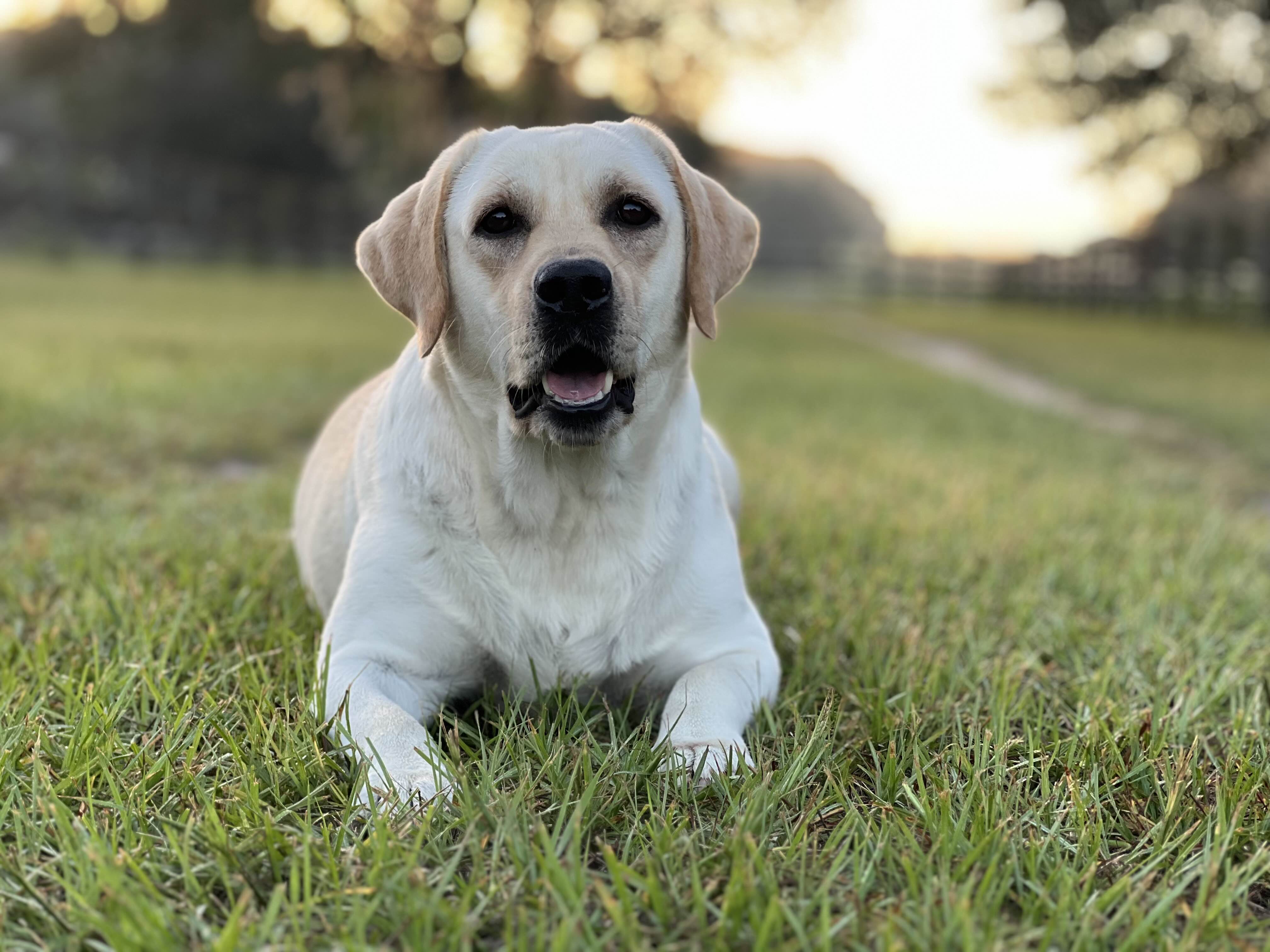 Chambray’s Rhythm n’ Harmony