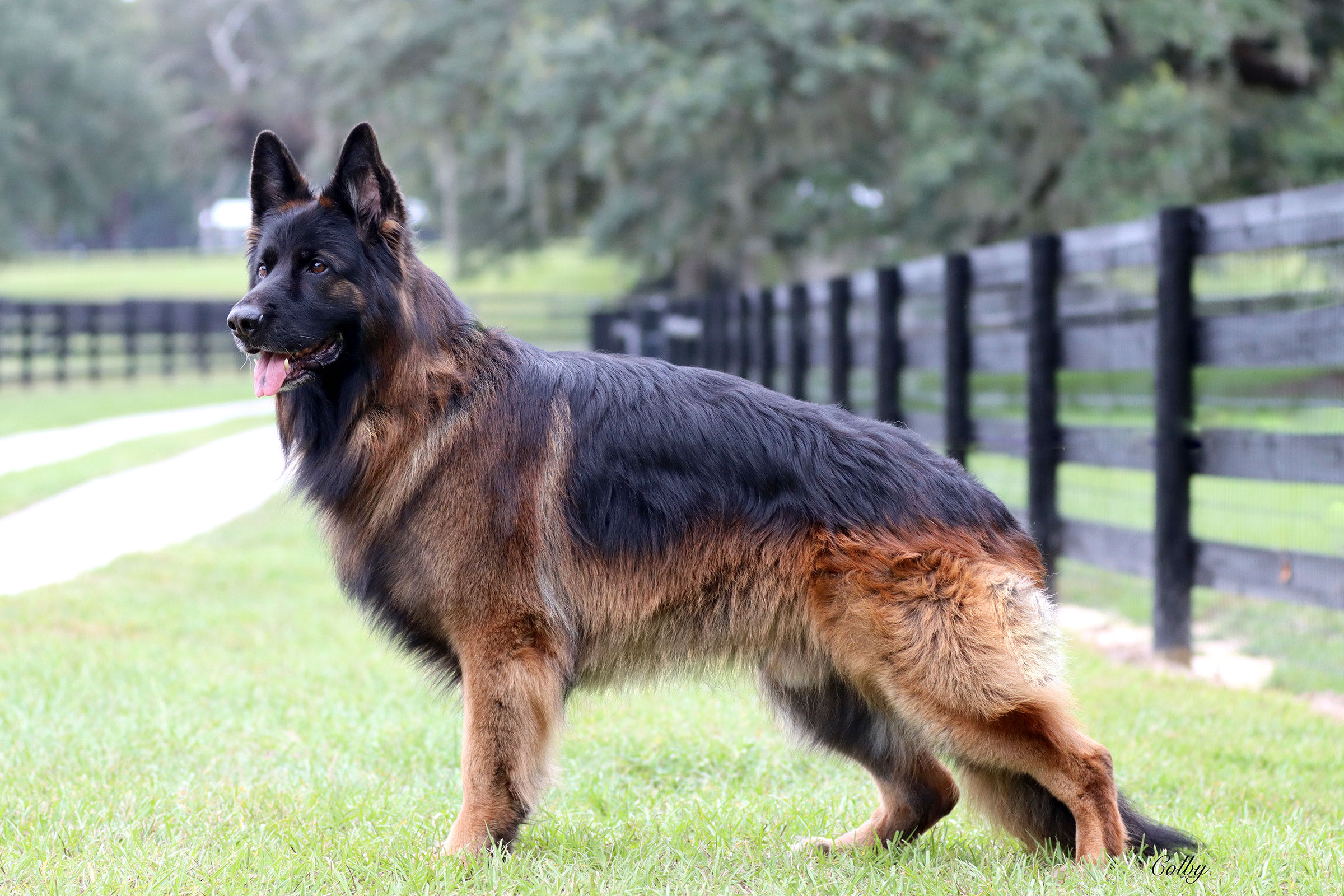 V2 (USA) Seppel vom Holtkamper Hof IGP1 KKL