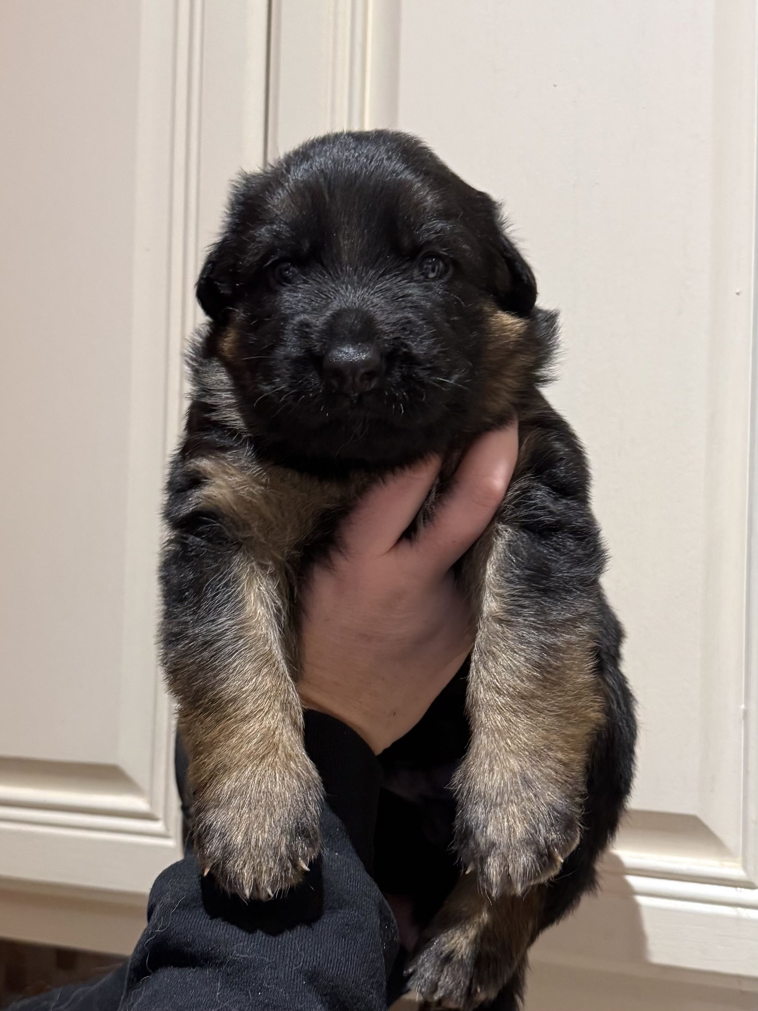 German Shepherd puppy