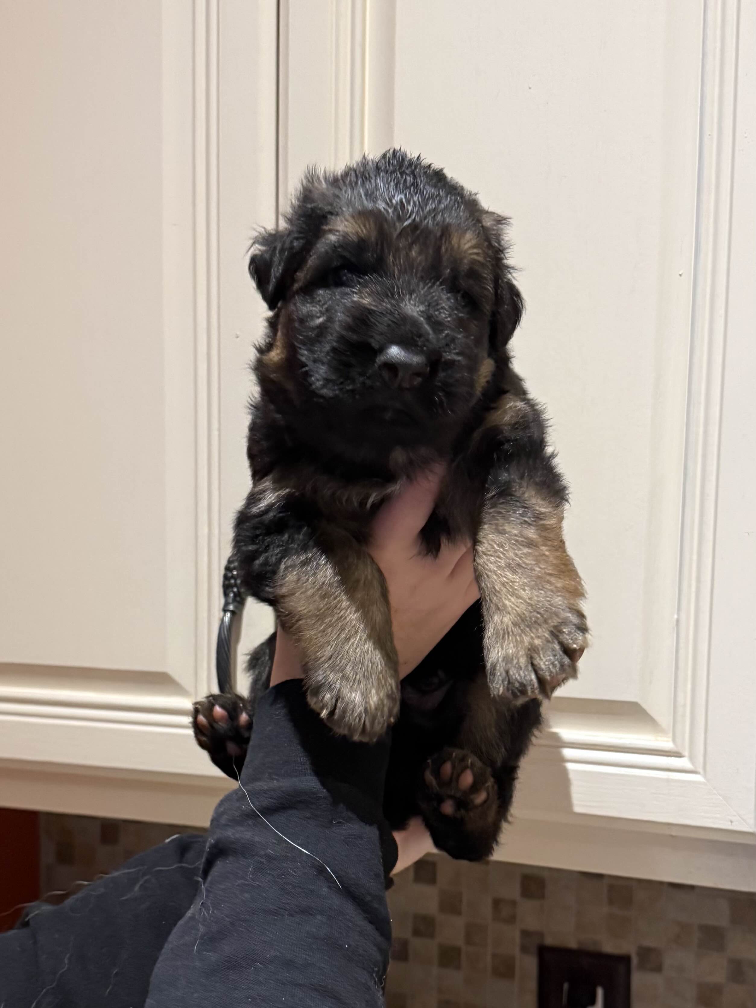 German Shepherd puppy